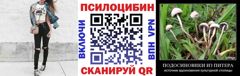магазин    Кизилюрт  Галлюциногенные грибы Psilocybine cubensis 